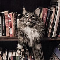Cat with Books