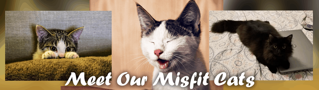 Meet Our Misfit Cats