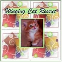 Winging Cat Rescue